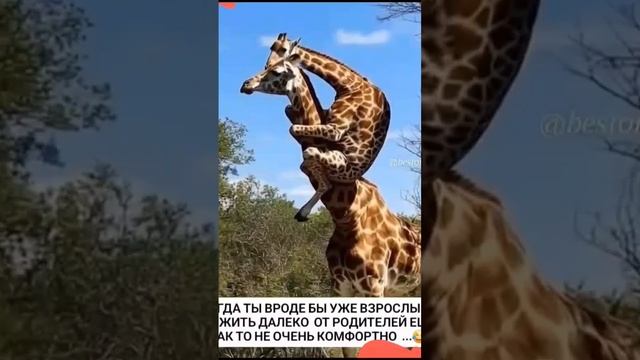 scene_output.mp4