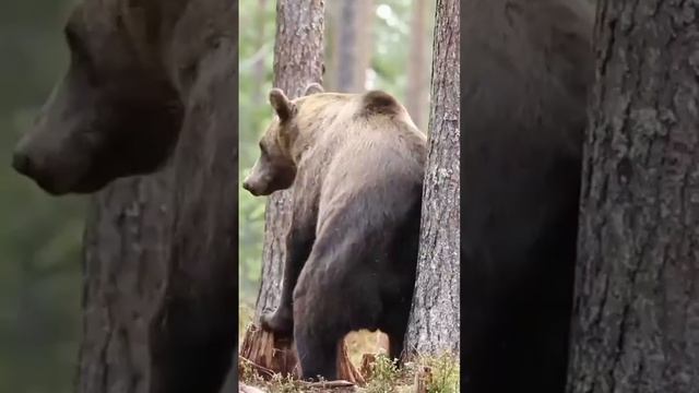 Медведь готовится к приключениям