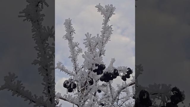 Прекрасный зимний день