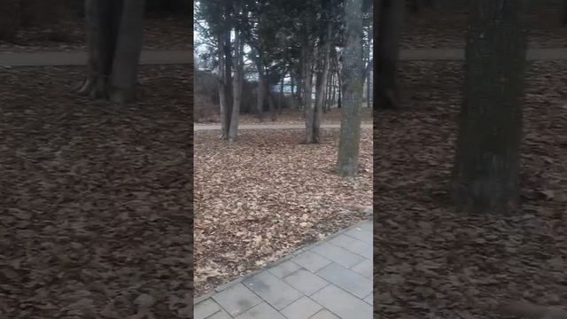 Белки 🐿️ в парке