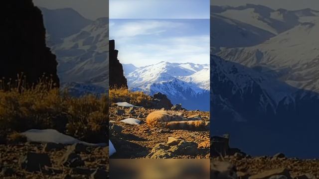 Учёные не верили в её существование. Андская кошка.