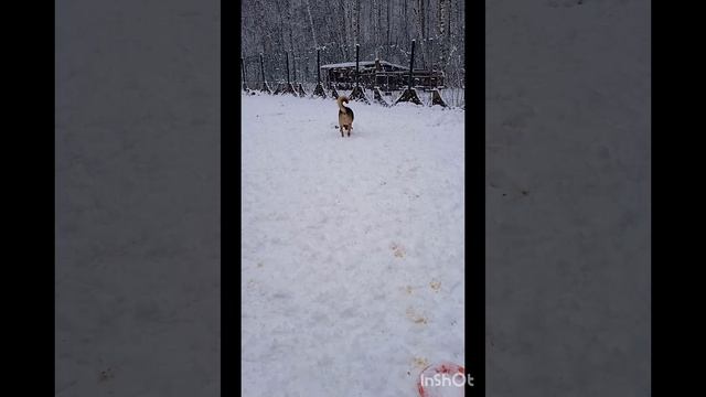 Первая прогулка после долгого перерыва!!!
Хочется и побегать, и поваляться, и угощение не упустить))