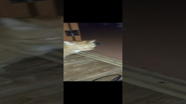 Мой Рыжик ❤️