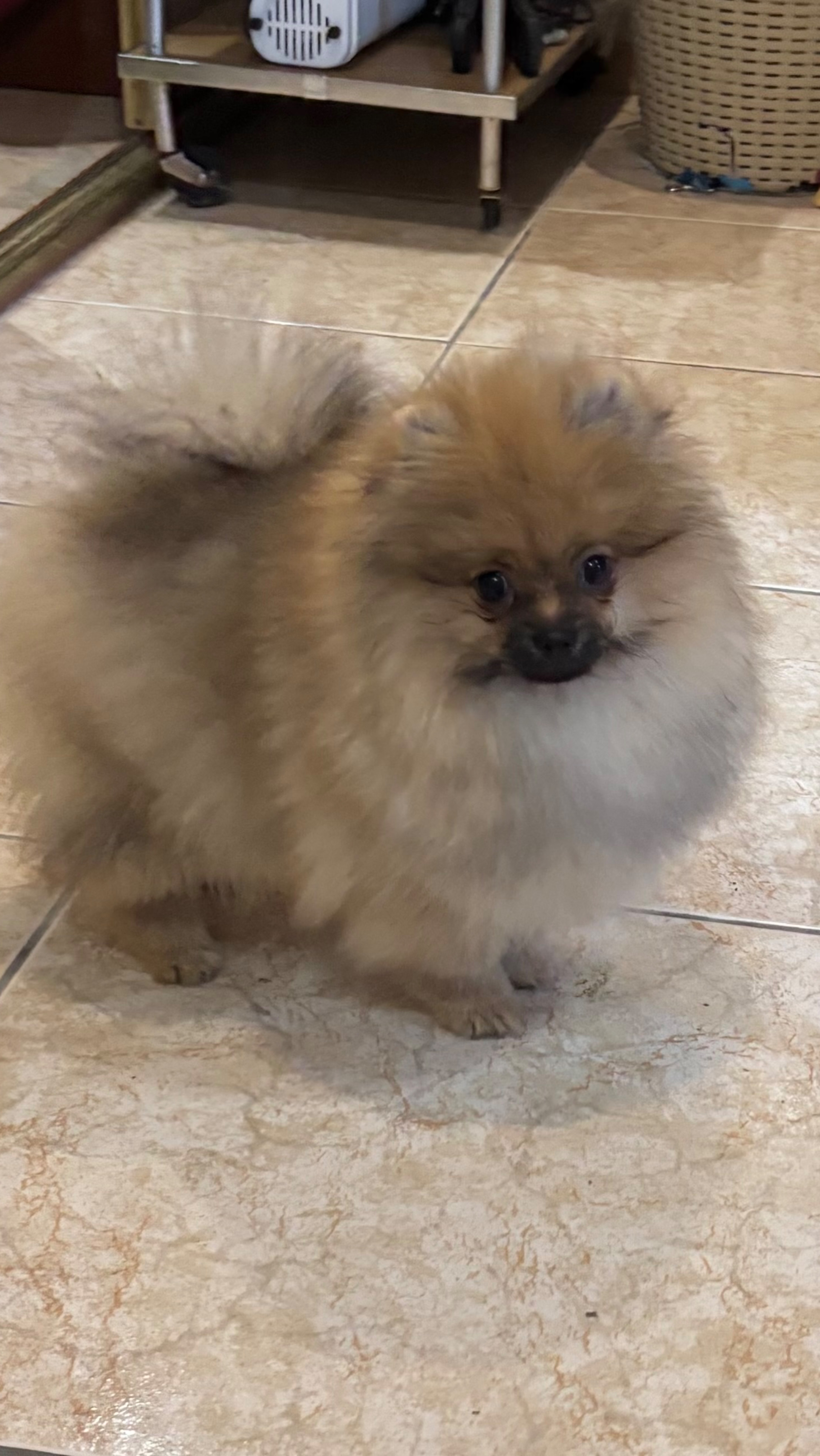 Малыш Вильям в поиске нового дома , inst love.mini.pets