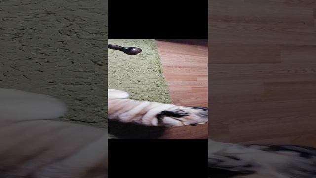 VID_20241226_185529.mp4