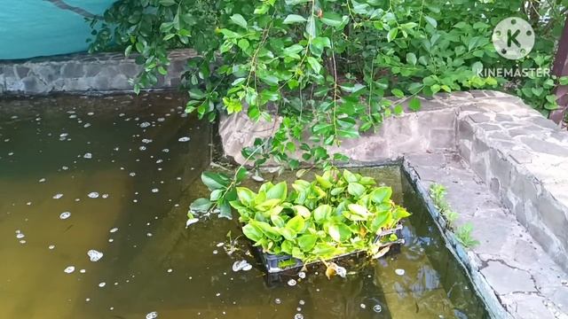 Строительство пруда на участке,продолжение_прудовые новости