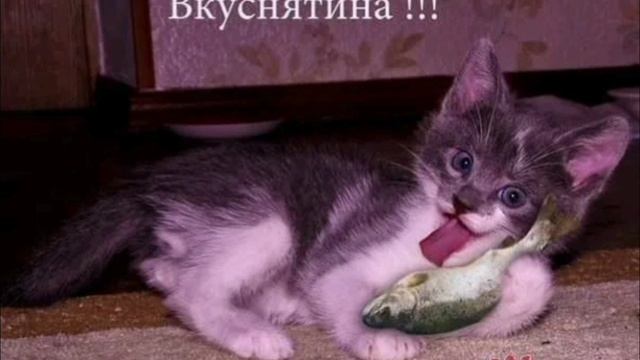 Смешные коты!