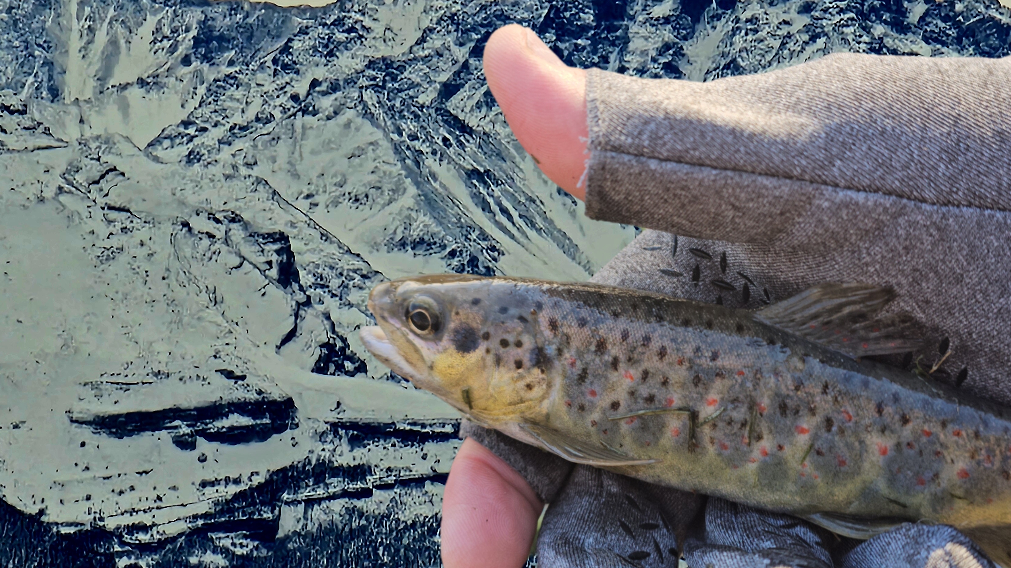 Рыбалка на форель зимой 2024 года.#2 #trout #fishing