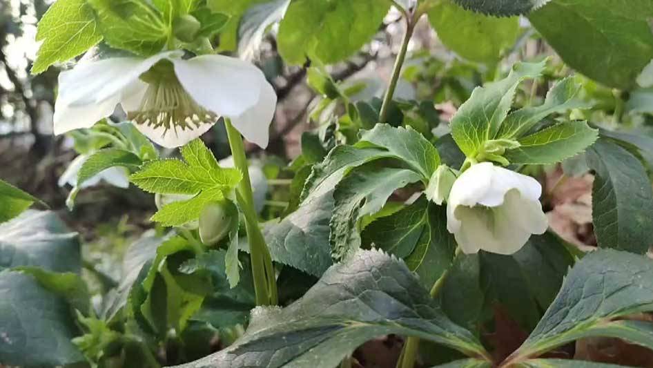 В Сочи раньше срока зацвел морозник
