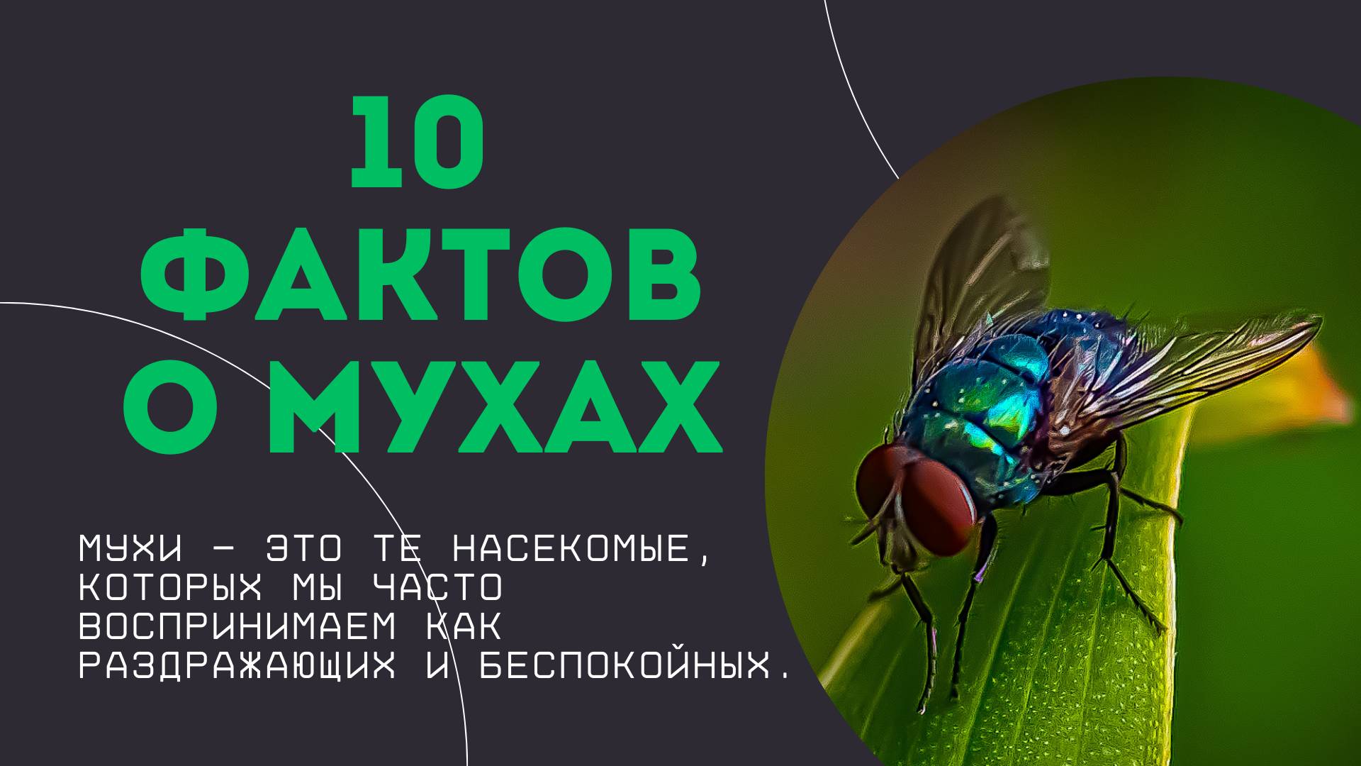 10 фактов о мухах / Которые заставят вас взглянуть на них иначе.