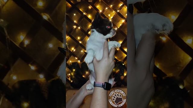 Шоколадный заяц😍