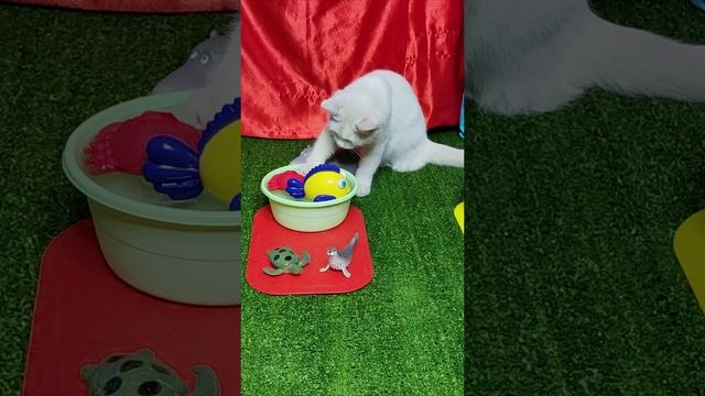 Котенок плещется в воде, чтобы поиграть с водными игрушками. #котята #шорты