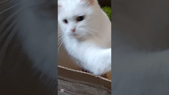 Веста ищет дом