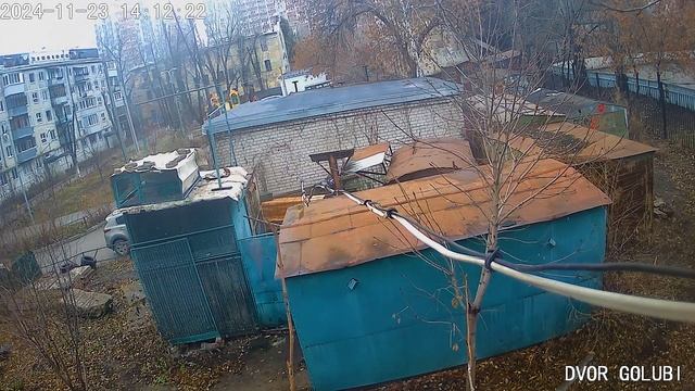 кошка   охотится   за голубями .