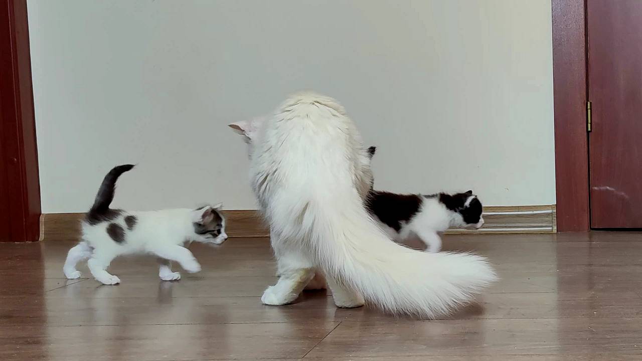 Мама-кошка зовет котят кушать. — Нет, мама, мы хотим молока.