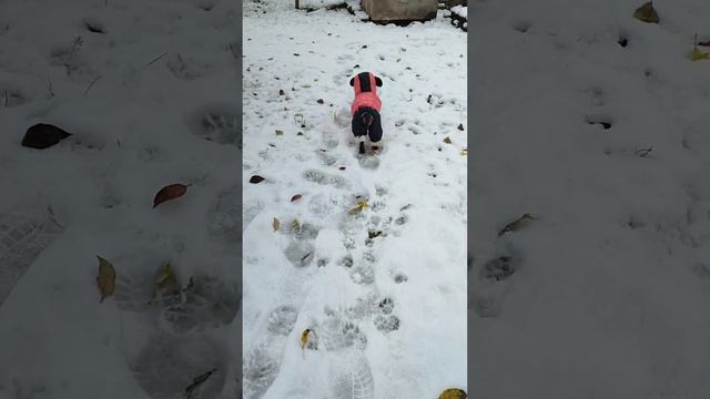 ❄️❄️❄️Первый снег #зима #dachshund #щеноктаксы