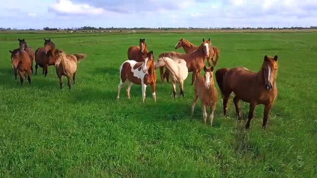 Калининградские Мустанги - The Russian Mustangs - Trailer 2019
