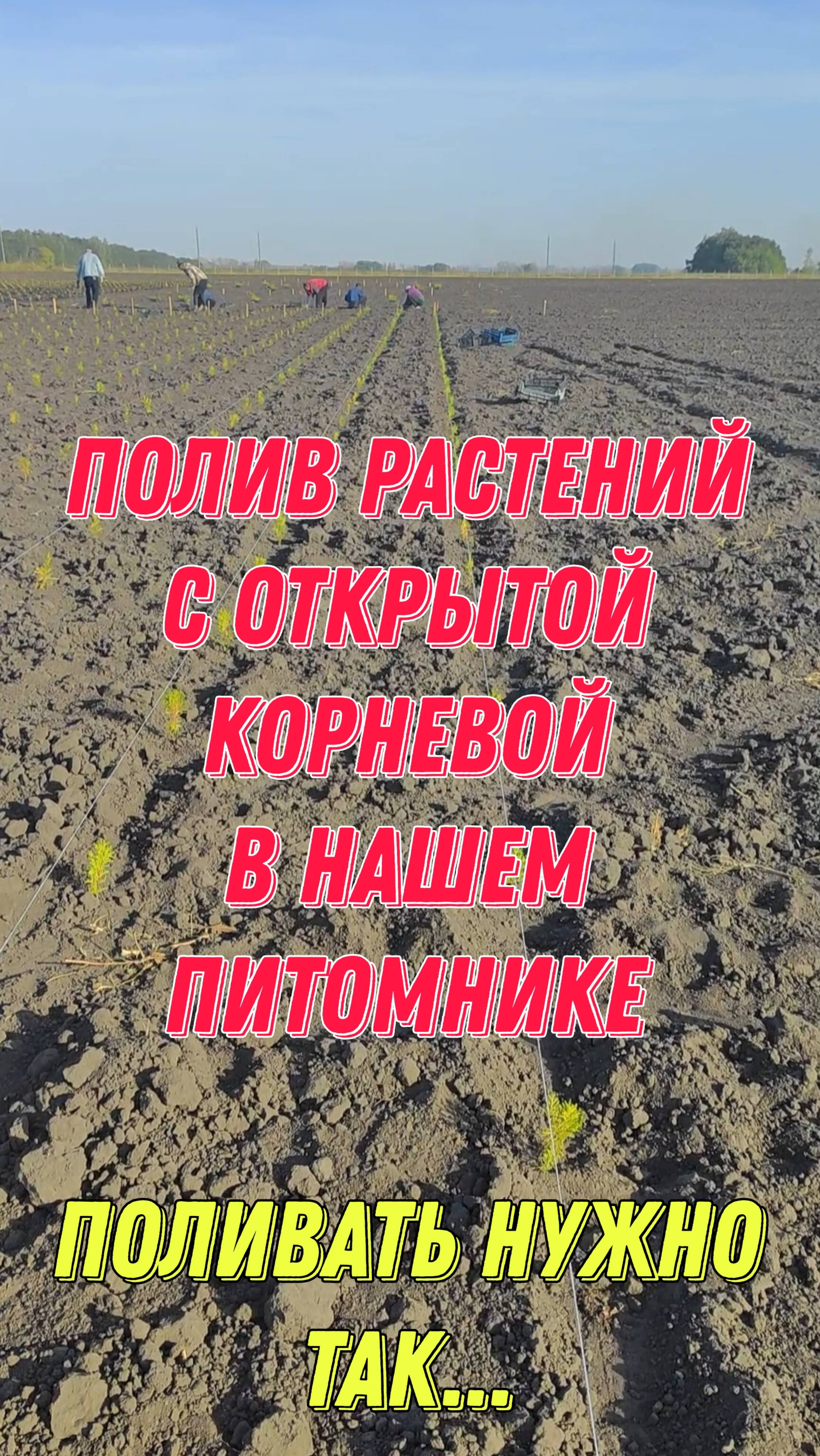 Полив растений с ОТКРЫТОЙ КОРНЕВОЙ системой, в нашем питомнике. Поливать нужно так...