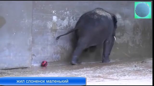 Песня жил слоненок маленький слоненок футболист