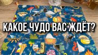 Какое Чудо Вас Ждёт_ ⭐️ гадание пасьянс Tarot Reading