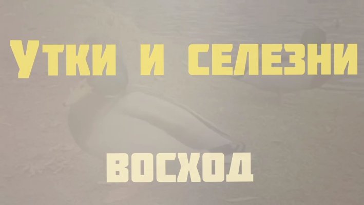 Утки и Селезни | Восход