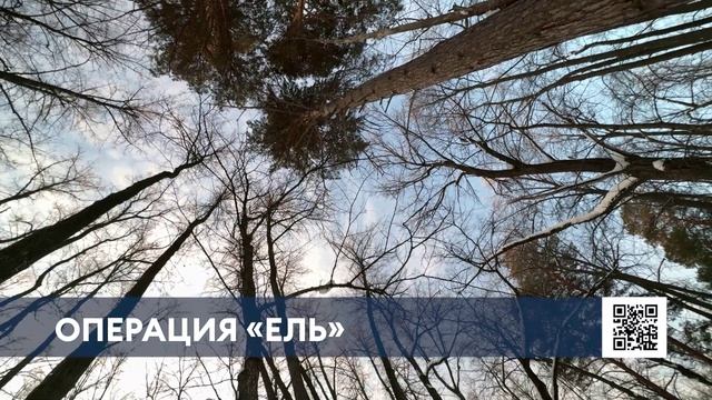 Перед Новым годом лесничие ежедневно патрулируют нижнекамские леса