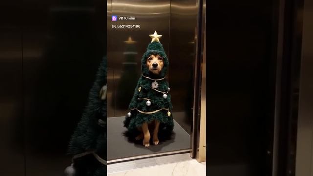 We are meeting New Year 🌲
