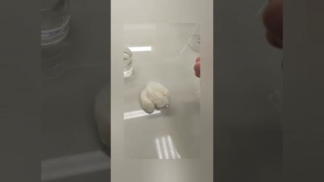 Выделение каротина из моркови ТСХ. Проект для Сириуса