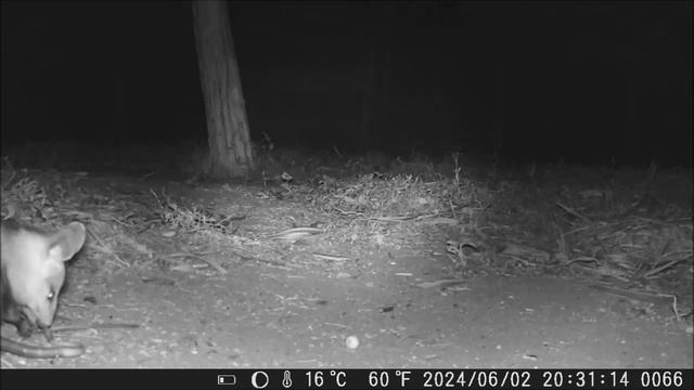 Gambá curtindo a noite no Sítio - Câmera de Trilha HC801a