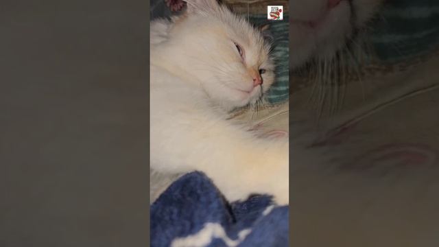 У Настюни тихий час ⏰️😽❤️