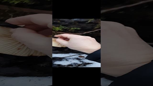 Гриб с ладошку! Фламулина бархатистоножковая. С Тоби собираем грибы в Карелии.