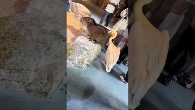 Решил потапать Капибару)))