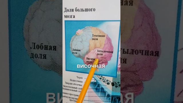За что отвечают доли мозга?