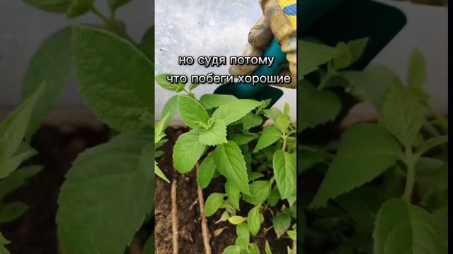 Можно даже в ящике черенковать