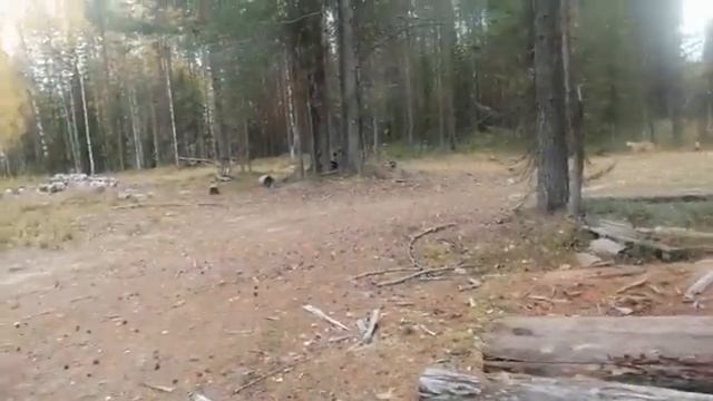 в ПОИСКАХ МЕДВЕДЯ 🤘. Неделя в тайге и за 100 км пешком