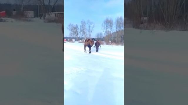 верблюд в зимней пустыне