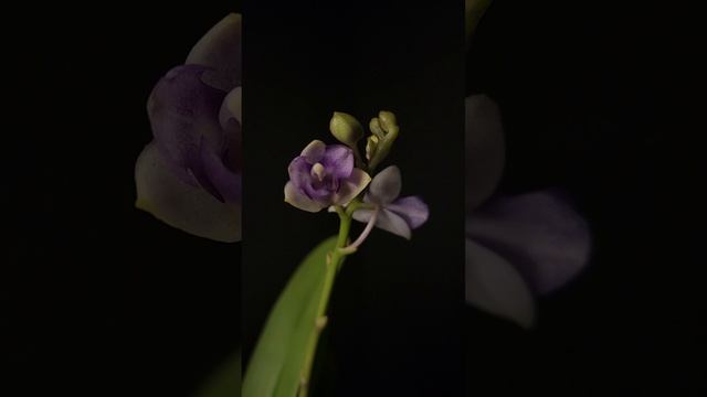 Dtps. Tzu Chiang Sapphire TL