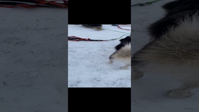 Запрягаем упряжку хаски