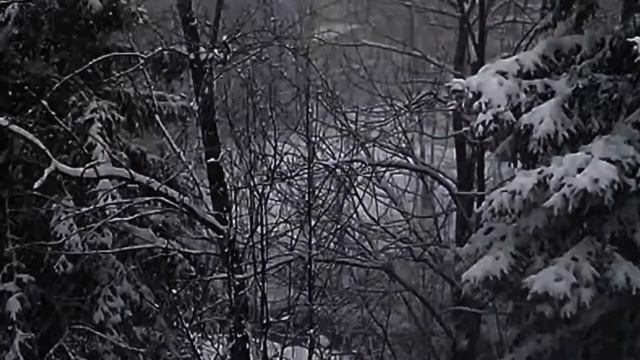 Зимний лес. Падают снежинки. Новогодний футаж. Зимний футаж. Красивый футаж для видео.