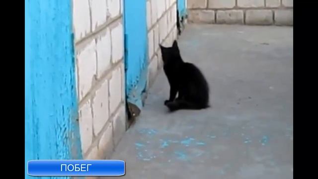 Побег джентельмены удачи