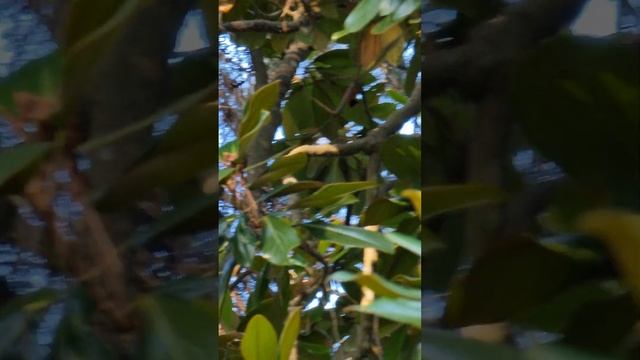 Магнолия и пчёлы