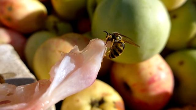 A wasp cuts a piece of chicken