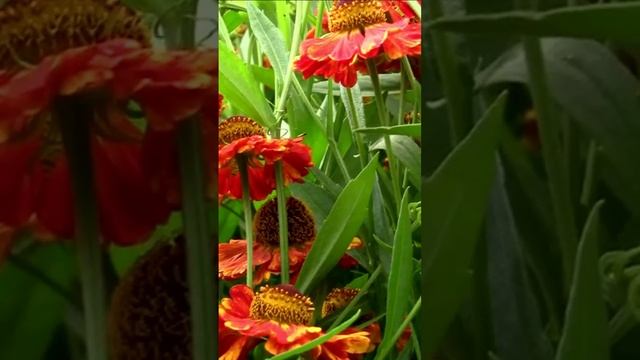 Гелениум ведь значит - солнечный. Дмитрий Шлапак