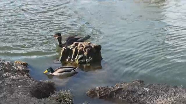 Большой баклан с веточкой. Видео Л.П. Юрчишко