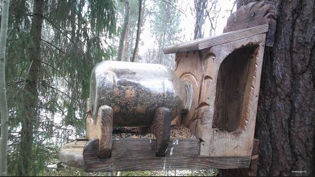 Дикая белка на лесной кормушке. Ленинградская область.