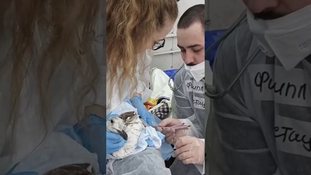 Ликвидация последствий разлива мазута в Черном море продолжается.