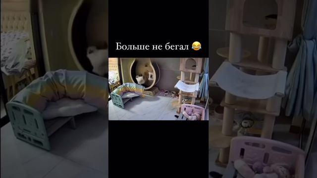 кот немного сбрендил