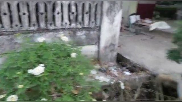 Update Lantana Bidan Ratna Setelah 1 Bulan Pruning