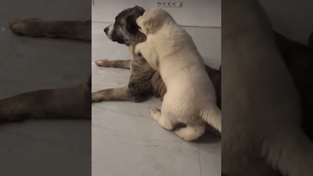 Щенок Алабай