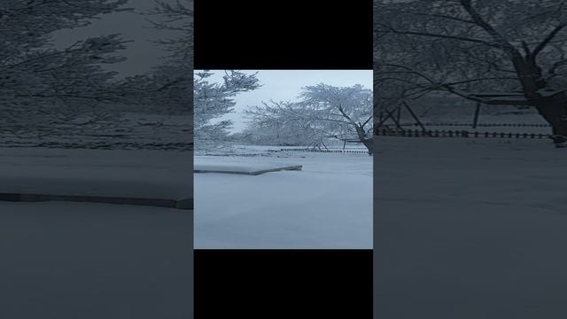 VID_20241226_150527